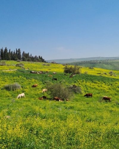 פריחה צהובה, לכיוון הנחל פריחת תורמוסים